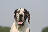 DOGUE ALLEMAND 569